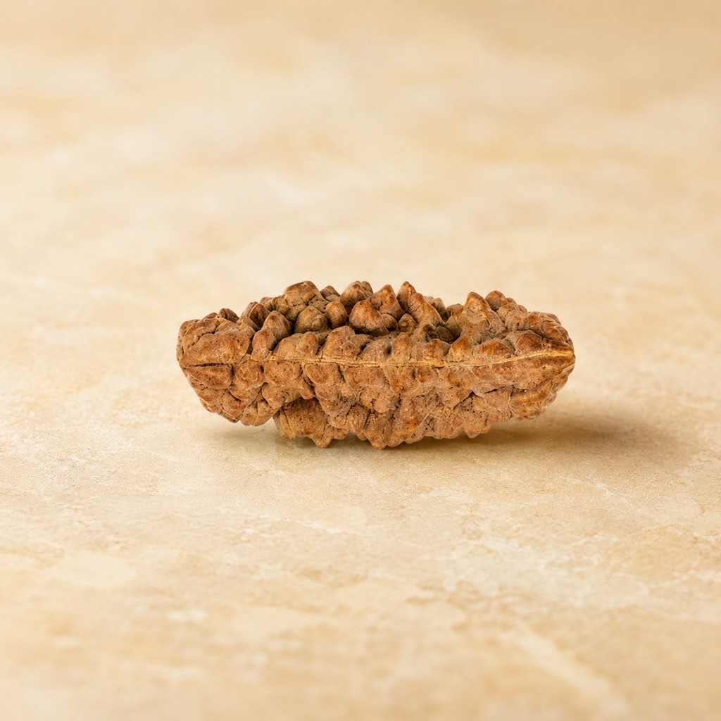 1 Mukhi Rudraksha - Image 1