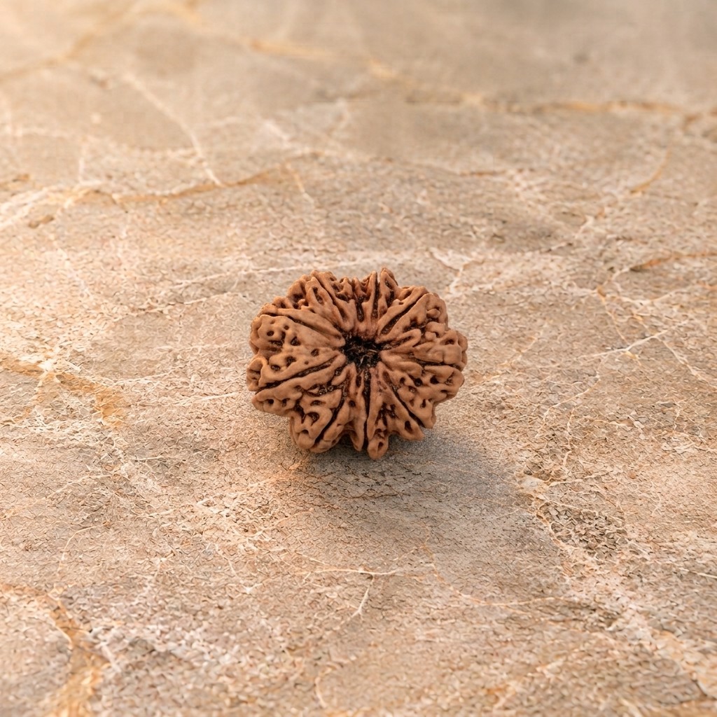 10 Mukhi Rudraksh - Image 1
