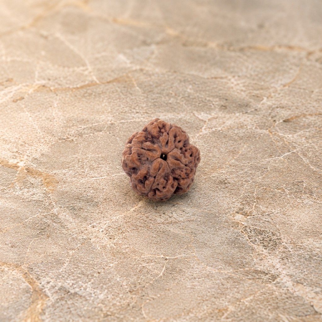 4 Mukhi Rudraksh - Image 1