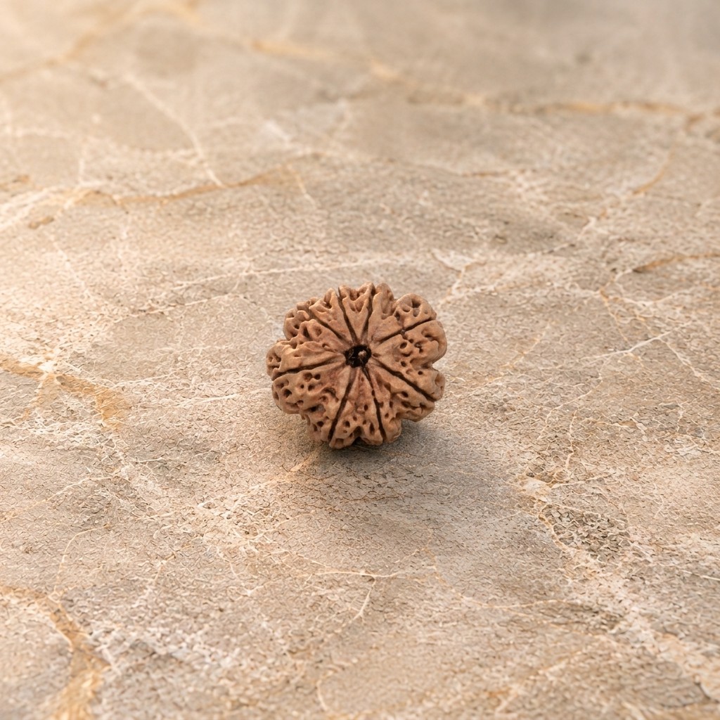 8 Mukhi Rudraksh - Image 1