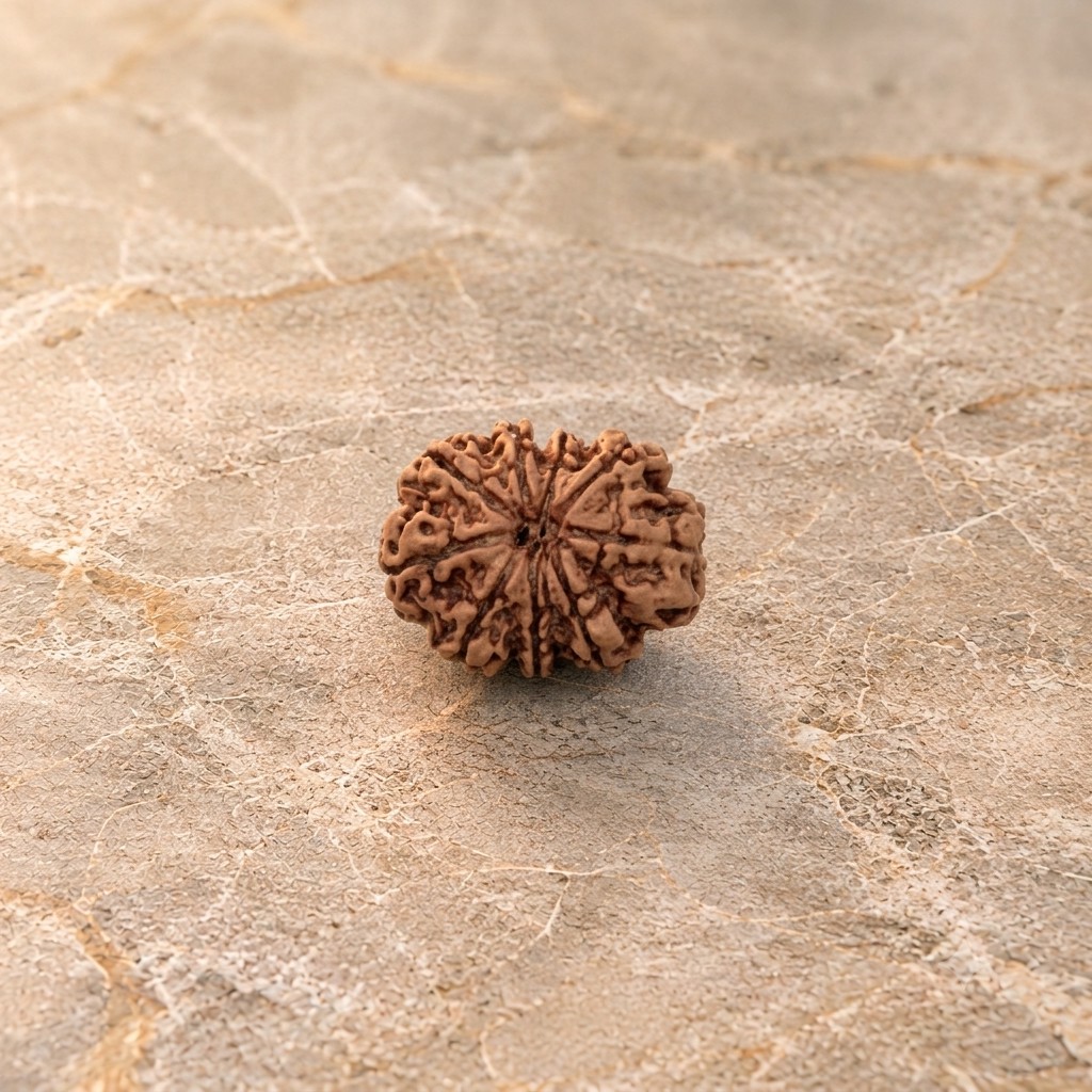 9 Mukhi Rudraksh - Image 1