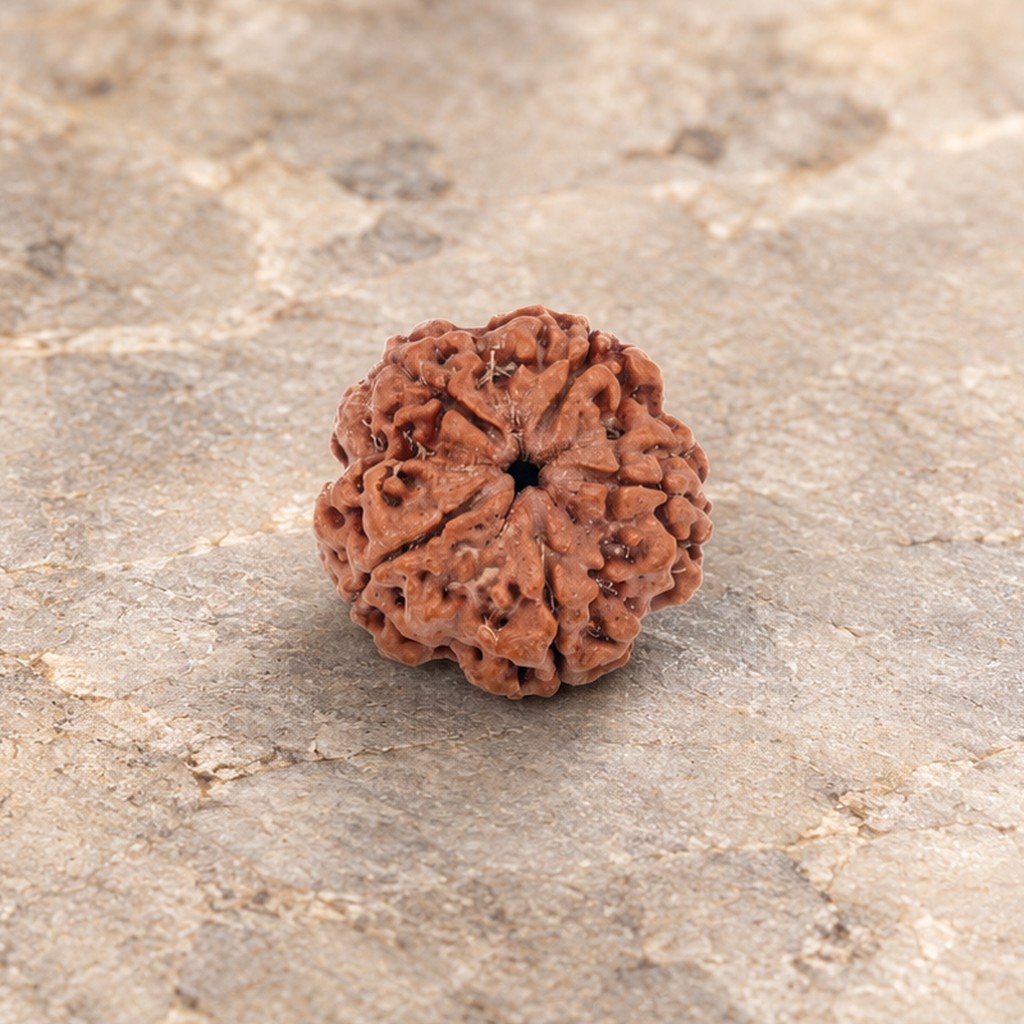 5 Mukhi Rudraksh - Image 1