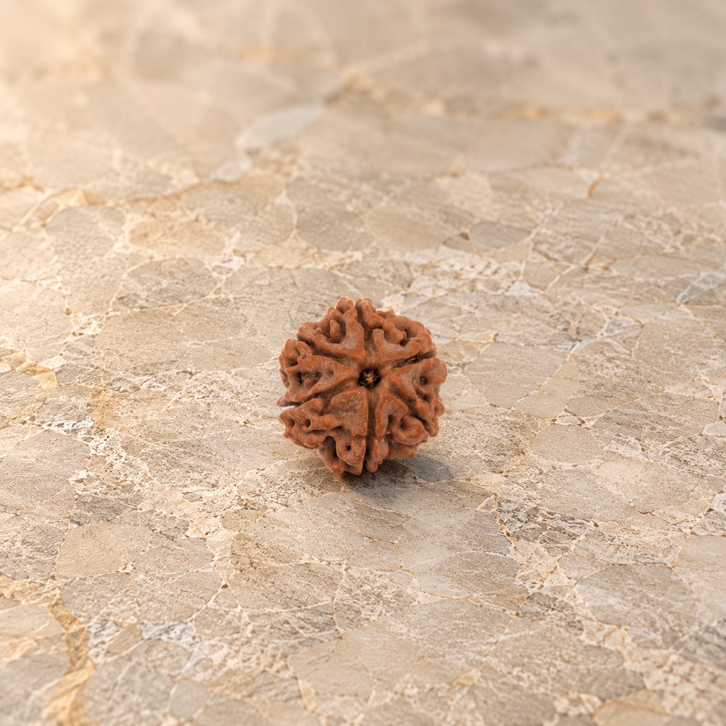 6 Mukhi Rudraksh - Image 1