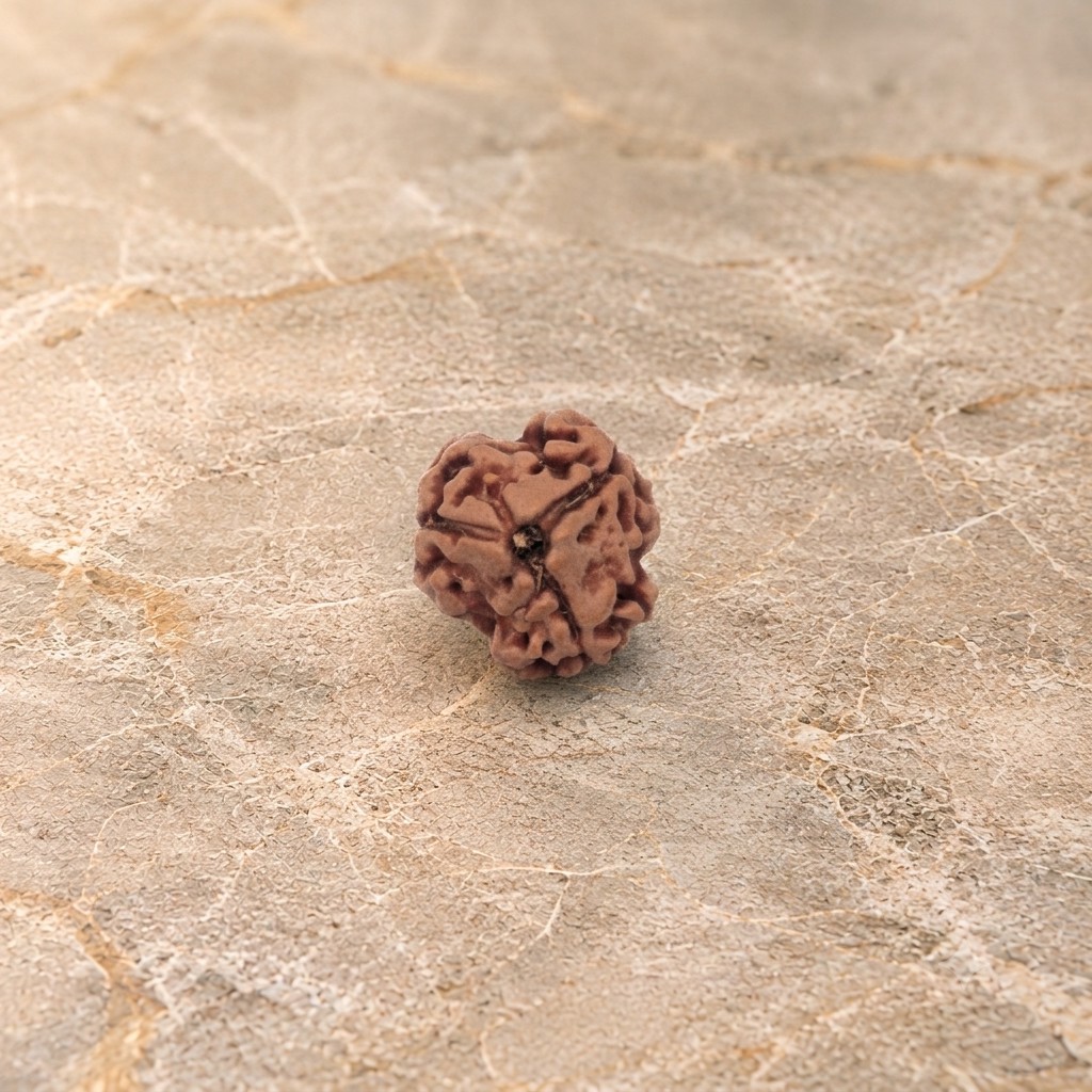 3 Mukhi Rudraksh - Image 1
